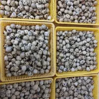 تخم نطفه دار بلدرچین نژاد سنگین|حیوانات مزرعه|مشهد, ایمان|دیوار