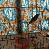 قناری نرو ماده