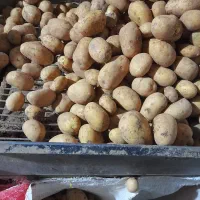 سیب زمینی جلی 402 چهارمحال لوکس