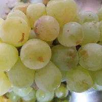 انگور زرد طلایی