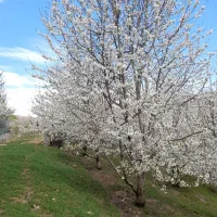 فروش زمین باغ گیلاس