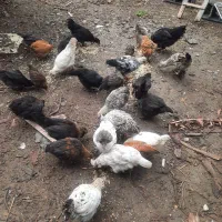 فروش مرغ و جوجه گلین