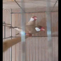 فنج