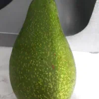 فروش آووکاود