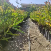 فروش عمده نهال اکالیپتوس