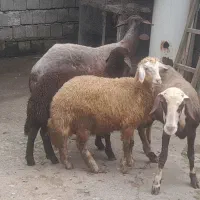 گوسفند میش بره افشاری