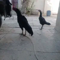ماده مرغ فروشی
