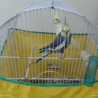 یک جفت پرنده عروس هلندی
