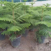 فروش سانسوریا و کاج مطبق و شفلرا