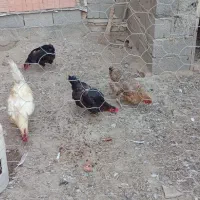فروش مرغ تخم گذار وخروس محلی