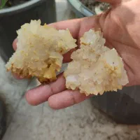 سنگ شجر کلکسیونی|جواهرات|برازجان, |دیوار