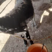 گوساله ماده