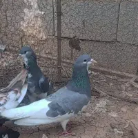 فروش کفتر سپیدان