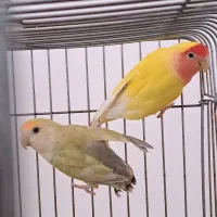 طوطی برزیلی