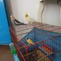 جفت بالغ عروس هلندی