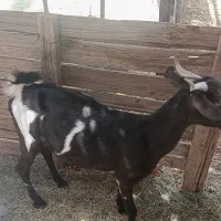 بز. آبستن.  برا مالداری