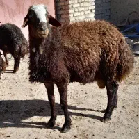 قوچ اصیل|حیوانات مزرعه|هریس, |دیوار