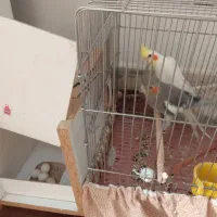 عروس هلندی مولد تخم گذار و جوجه