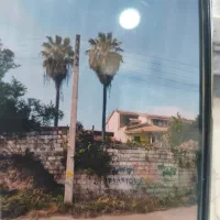 دو عدد پالم بیست متری