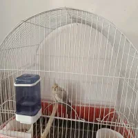 عروس هلندی