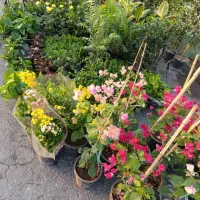 فروش انواع نهال درختان گرمسیری و گل های زینتی