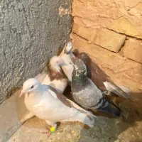 کبوتر پرشی|پرنده|سبزوار, عارف|دیوار