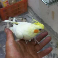 ۳عددجوجه عروس هلندی|پرنده|مشهد, شهرک صنعتی توس|دیوار