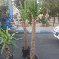 گل اپارتمانی