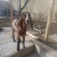 فروش بز وبزغاله،