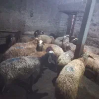 گوسفند دامازدخ|حیوانات مزرعه|ویلکیج, |دیوار