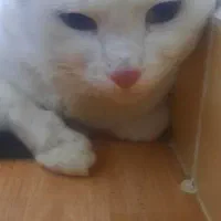 واگذاری گربه ترکیش|گربه|ورامین, ورامین|دیوار