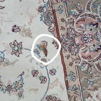 فرش ۹ متری ۷۰۰شانه|فرش|آستانه اشرفیه, |دیوار