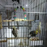 عروس هلندی|پرنده|آبپخش, |دیوار