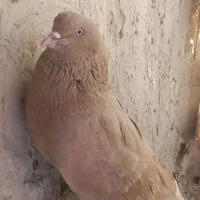 کبوتر|پرنده|تهران, افسریه شمالی|دیوار