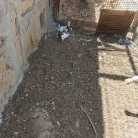 کبوتر|پرنده|مسجد سلیمان, |دیوار