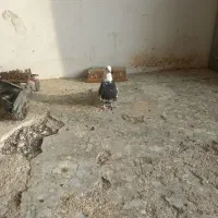 کفتر نر|پرنده|شاهرود, |دیوار