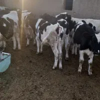 گوساله نر قطع شیر|حیوانات مزرعه|خنجین, |دیوار