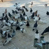 کفتررنگه هوایی|پرنده|کوهسرخ, |دیوار