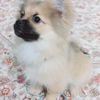 سگ پامرانین خرسی ۵ماهه  سالم  واکسینه کامل