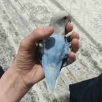 طوطی برزیلی