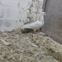 کبوتر پرشی|پرنده|دماوند, دماوند|دیوار