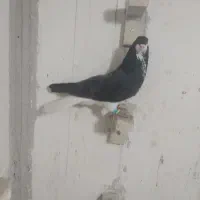 کبوتر شهری