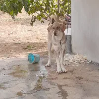 دوتا توله سرابی