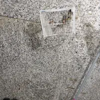 قناری نر بخون درشت و کشیده