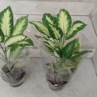 گل طبیعی فروشی بجای شیرینی گل کادو ببر