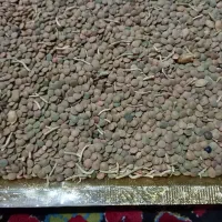 عدس مرغوب درشت