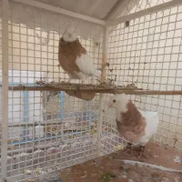 کبوترطوقی|پرنده|شهریار, شهریار|دیوار