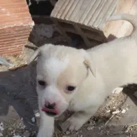 سگ پاکوتاه نژاد دار