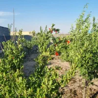 باغ ،باغچه (انجم اباد)|فروش زمین و ملک کلنگی|رباط‌کریم, انجم آباد|دیوار