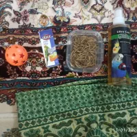 عروس هلندی|پرنده|دهگلان, |دیوار